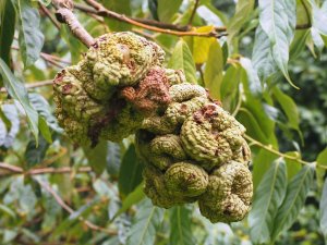 Lithocarpus pachyphyllus