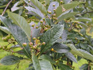 Sorbus dunnii