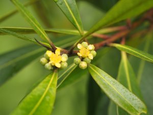 Tristaniopsis laurina