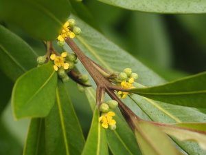 Tristaniopsis laurina