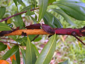 Tristaniopsis laurina