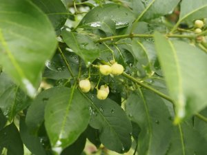 Euonymus hamiltonianus ‘Popcorn’