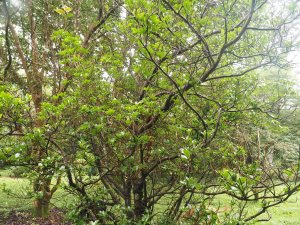 Illicium anisatum