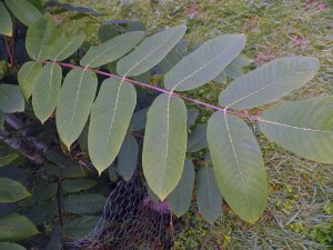 Juglans major