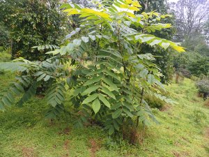 Juglans major