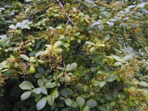 Meliosma dilleniifolia subsp. cuneifolia