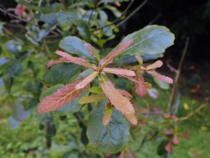 Quercus liebmannii