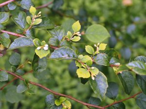 Styrax wilsonii