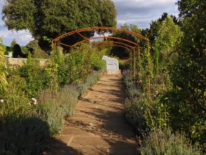 The David Austin rose garden