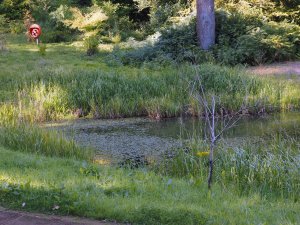 Large Gunnera to go here