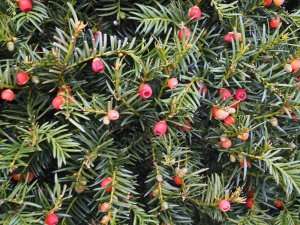 Yew berries