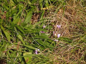 knapweed seeds