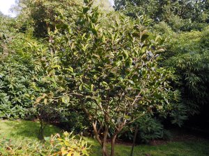 Camellia gigantocarpa