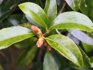 Camellia sasanqua