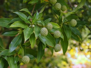 Cornus capitata