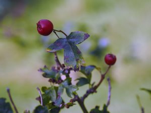 Crataegus laevigata ‘Crimson Cloud’