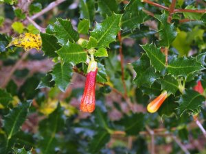 Desfontainia spinosa