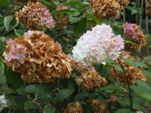 Hydrangea paniculata ‘Vanille Fraise’