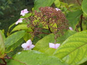 Hydrangea aspera ‘Tatiana’