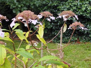 Hydrangea aspera ‘Tatiana’