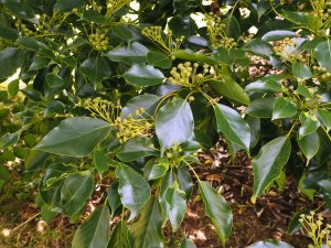 Taiwanese Trochodendron