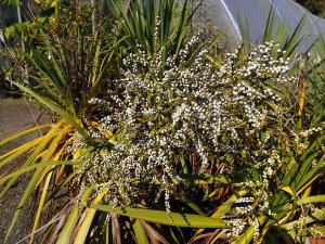 Cordyline banksii