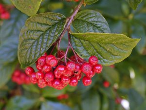 Cotoneaster bullatus