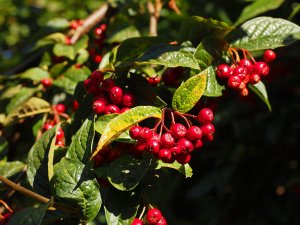 Cotoneaster bullatus