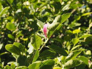 Magnolia soulangeana