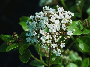 Viburnum tinus ‘Lisarose’