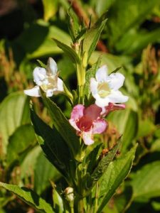 Weigela coraeensis