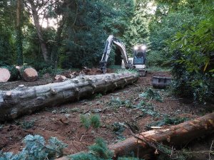 tree surgery work