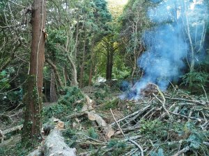 tree surgery work