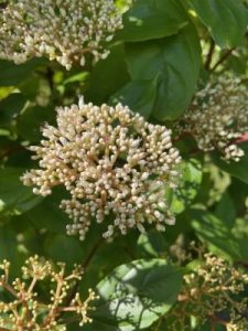 Viburnum coriaceum