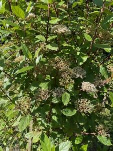 Viburnum coriaceum