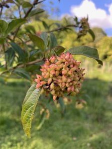 Viburnum fansipanense (BSWJ 8302)