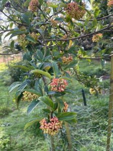 Viburnum fansipanense (BSWJ 8302)