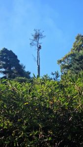 Kel at the very top of the Abies grandis