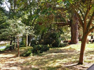 two branches split off the Pinus radiata