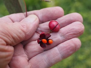 Euonymus oxyphyllus (BSWJ 10817)