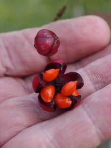 Euonymus oxyphyllus (BSWJ 10817)