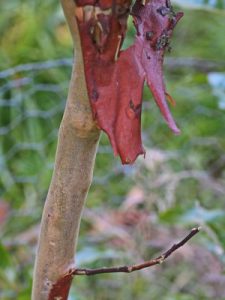 Huodendron tibeticum