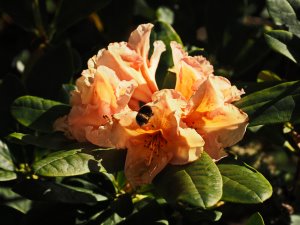 Rhododendron ‘Norfolk Candy'