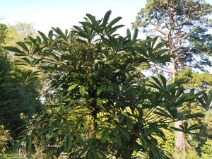 Schefflera rhododendrifolia