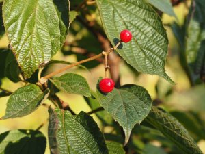 Viburnum fordiae