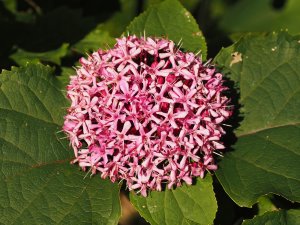 Clerodendrum bungei