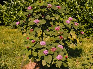 Clerodendrum bungei