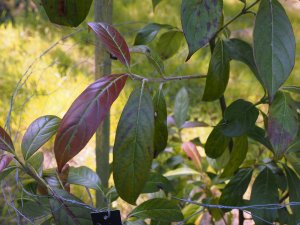 Cornus oblonga