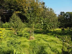 Garden planting