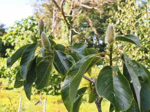 Magnolia ‘F. J. Williams’